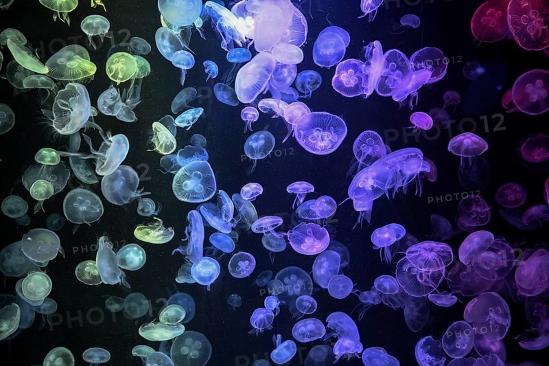 Box jellyfish (Aurelia aurita) in a tank of the Bang Saen Aquarium, Chonburi Province, Thailand, Asia