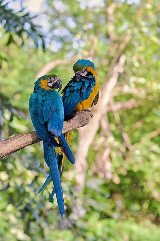 Yellow-breasted Macaw (Ara ararauna) Colombia