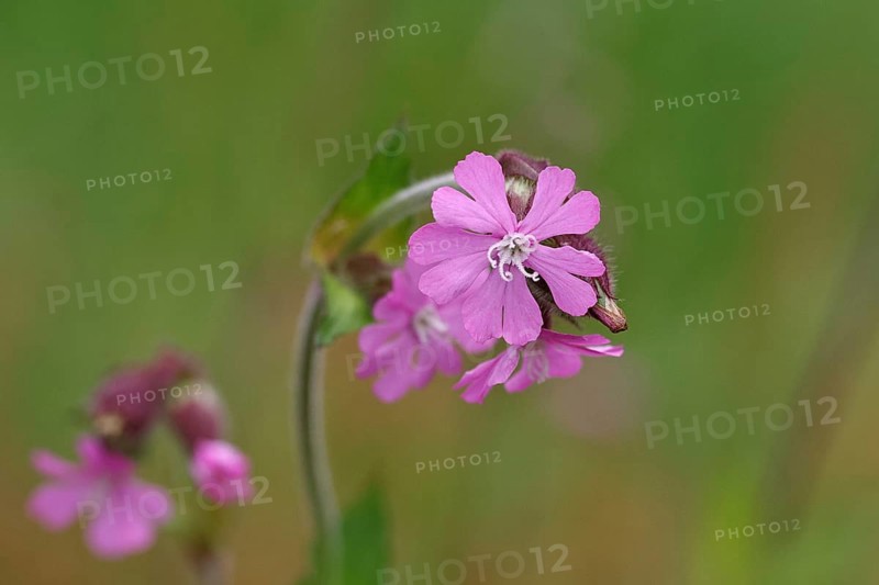 Red campion (Silene dioica), close-up of a flower in a meadow, Wilnsdorf, North Rhine-Westphalia, Germany, Europe