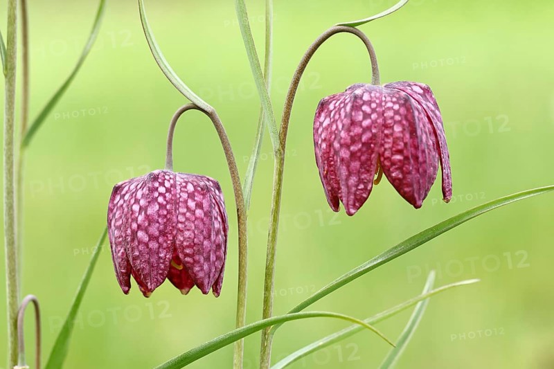 Snake's Head Fritillary (Fritillaria meleagris), two flowers in a meadow, inflorescence, early bloomer, spring, Wilnsdorf, North Rhine-Westphalia, Germany, Europe