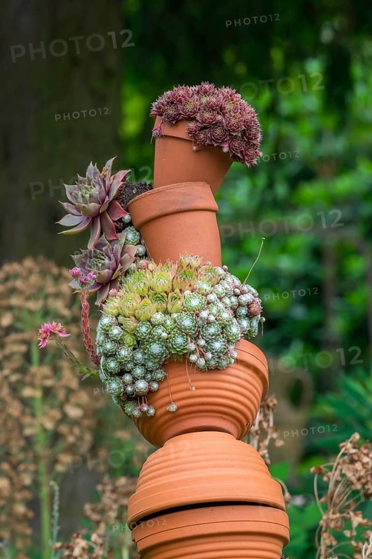 Houseleek (Sempervivum) in clay pots, North Rhine-Westphalia, Germany, Europe
