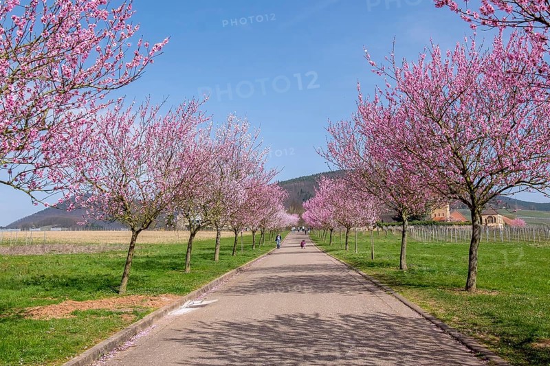 Almond tree blossom, almond tree (Prunus dulcis), Siebeldingen, German Wine Route, also Southern Wine Route, Southern Palatinate, Palatinate, Rhineland-Palatinate, Germany, Europe