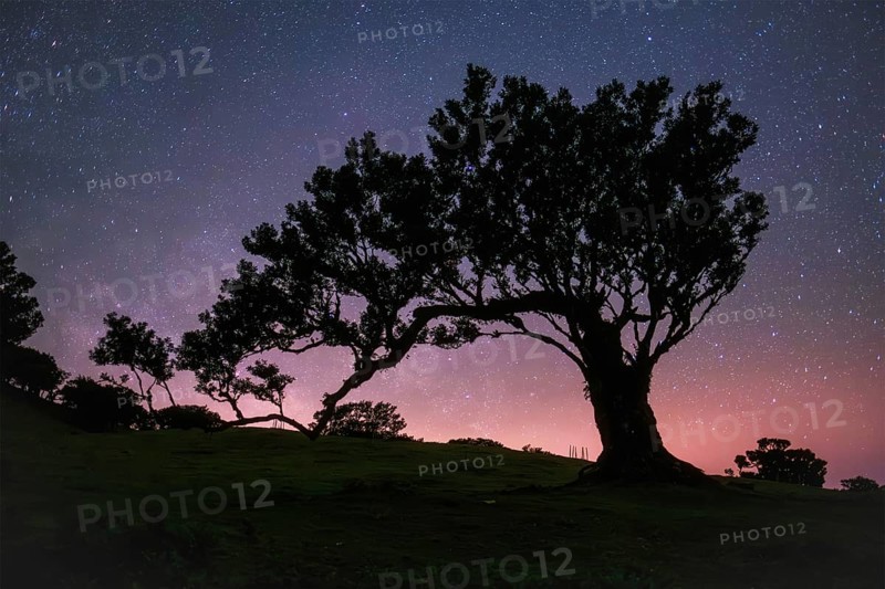 Centuries-old til trees in fantastic magical idyllic Fanal Laurisilva forest in night with starry sky. Madeira island, Portugal, Europe