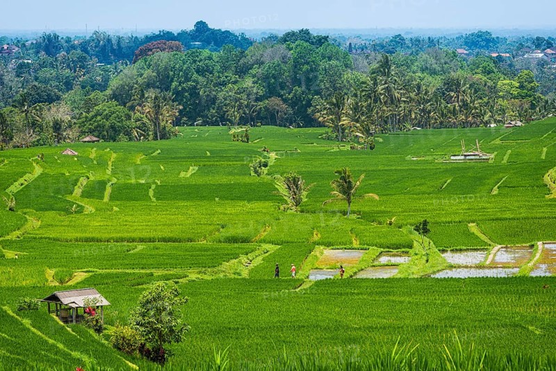 Jatiluwih, rice terrace, rice, agribusiness, agriculture, export, tourism, travel, landscape, UNESCO, Bali, Indonesia, Asia
