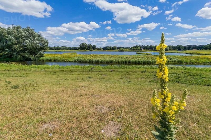 Mullein (Verbascum phlomoides), Steinhorst Basin, nature reserve, nature, Ems, tourism, landscape, Delbrücker Land, Steinhorst, Paderborn, Germany, Europe