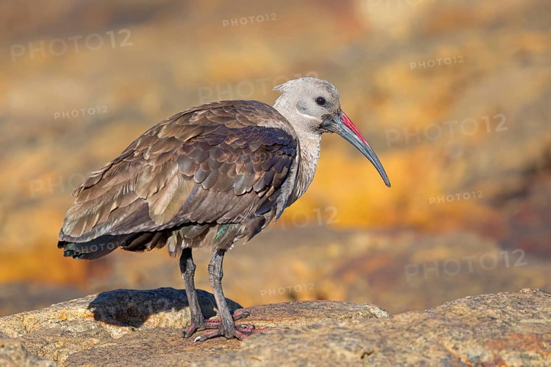 Hagedash, Hadada Ibis, (Bostrychia hagedash), Ibis, Table Mountain National Park Cape of Good Hope Nature Reserve, Cape Town, Western Cape, South Africa, Africa
