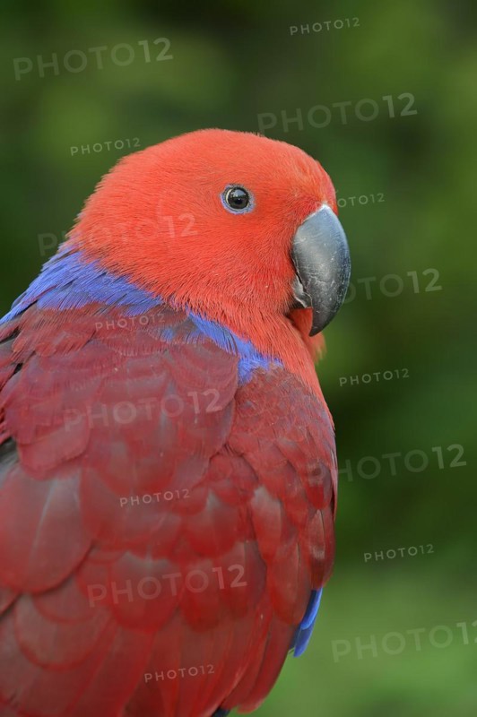 New Guinea noble parrot (Eclectus polychloros, Eclectus roratus polychloros), female, captive, occurring on New Guinea