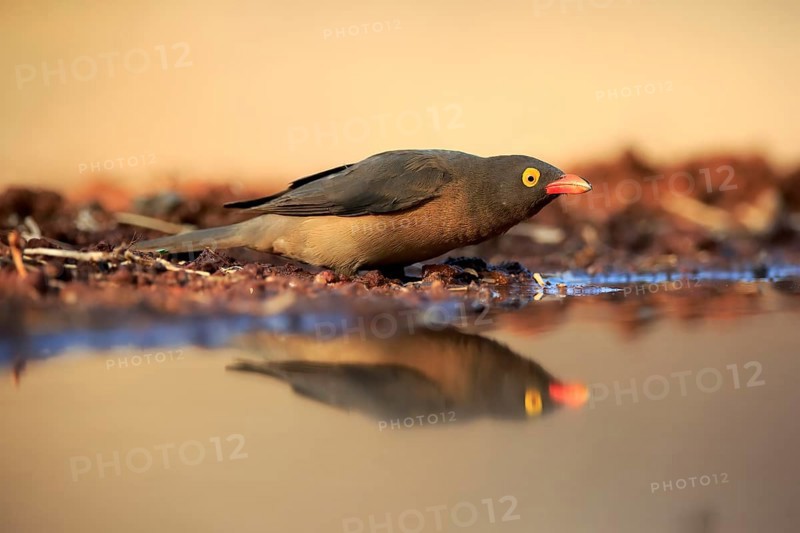 Red-billed oxpecker (Buphagus erythrorhynchus), adult, at the water, alert, Kruger National Park, Kruger National Park, Kruger National Park South Africa