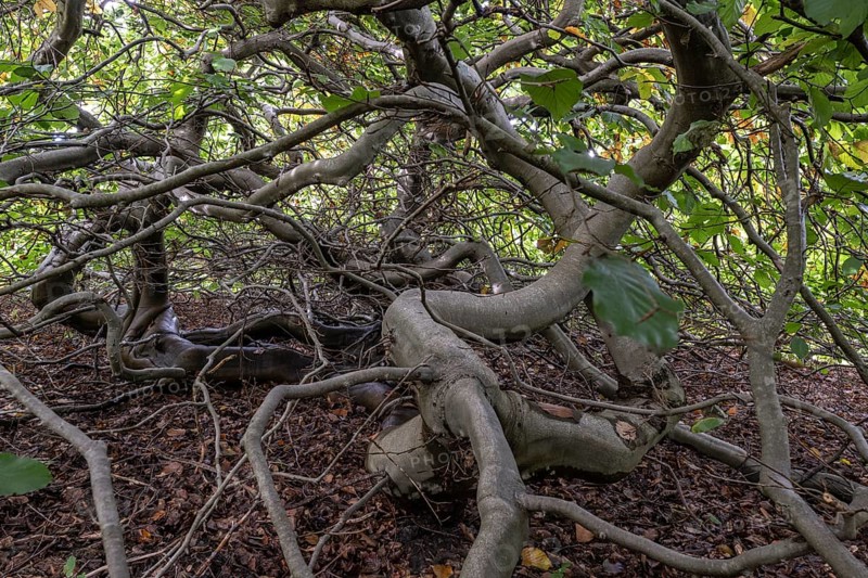 Süntelbuche (Fagus sylvatica suenteliensis), Berggarten Hannover, Lower Saxony, Germany, Europe