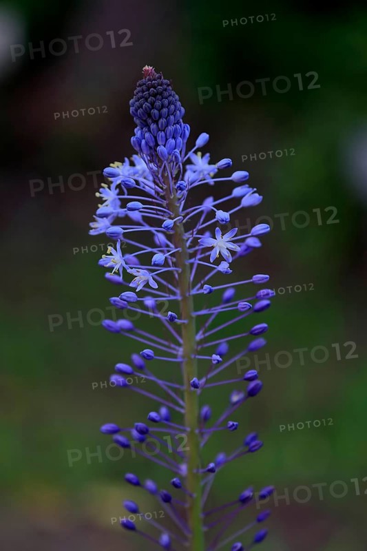 Merwilla (Merwilla), asparagus plant (Asparagaceae), flowering, flower, in spring, Kirstenbosch Botanical Gardens, Cape Town, South Africa, Africa