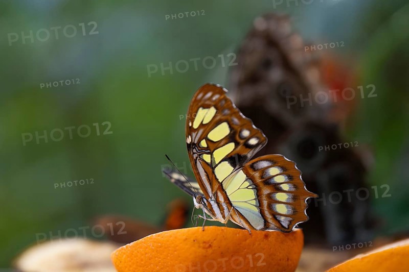 Malachite butterfly (Siproeta stelenes), butterfly sucking liquid from a halved orange, the wings brightly patterned in brown and yellow, Butterfly House, Botanical Garden or Botanisk Have, University, Copenhagen, Denmark, Europe