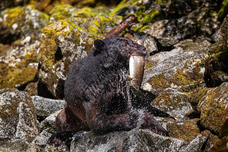 American Black Bear (Ursus americanus) catching salmon in the water, Southeast Alaska, Alaska, USA, North America