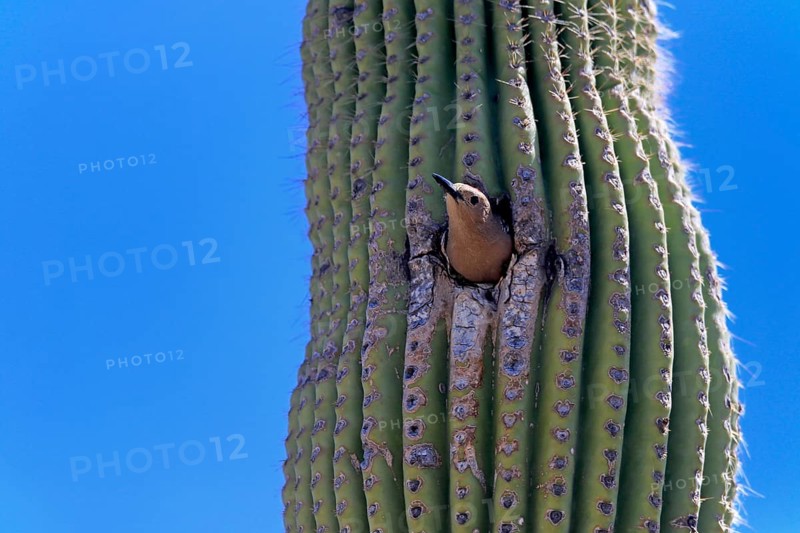 Gila woodpecker (Melanerpes uropygialis), adult, female, looking out of breeding cavity, Saguaro cactus, Sonora Desert, Arizona, North America, USA, North America
