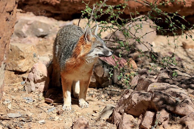 Gray fox (Urocyon cinereoargenteus), adult, alert, Sonoran Desert, Arizona, North America, USA, North America
