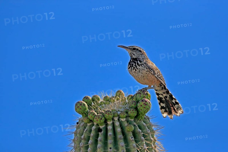 Cactus wren (Campylorhynchus brunneicapillus), adult, on saguaro cactus, Sonoran Desert, Arizona, North America, USA, North America