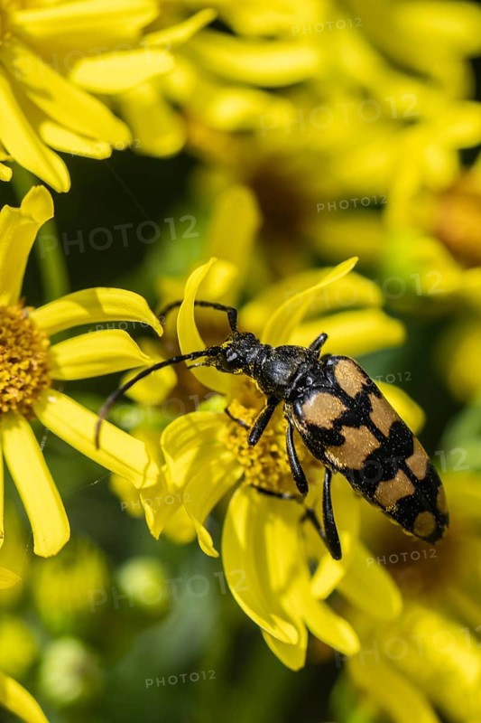 Leptura annularis (Leptura annularis) on ragwort (Jacobaea vulgaris), Emsland, Lower Saxony, Germany, Europe