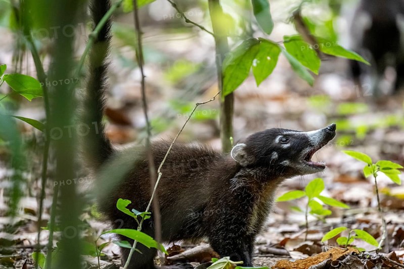 White-nosed coati (Nasua narica), adult, in the rainforest, Corcovado National Park, Osa, Puntarena Province, Costa Rica, Central America