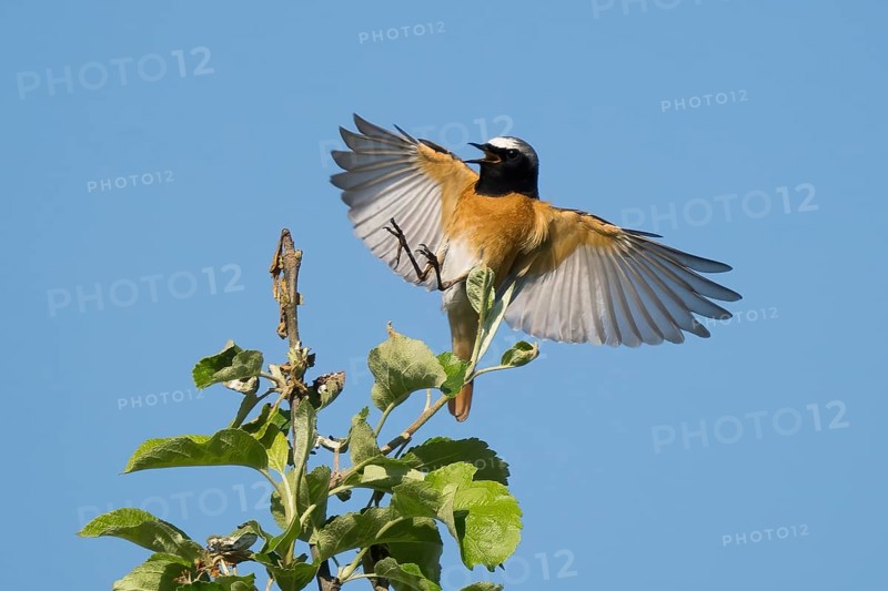 A common redstart (Phoenicurus phoenicurus), male, with outspread wings approaching the branch of an apple tree, blue sky, Hesse, Germany, Europe
