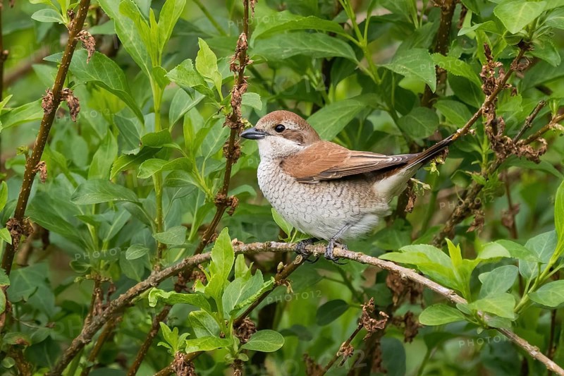 A Red-backed shrike (Lanius collurio), female animal, resting on a twig surrounded by green leaves, Hesse, Germany, Europe