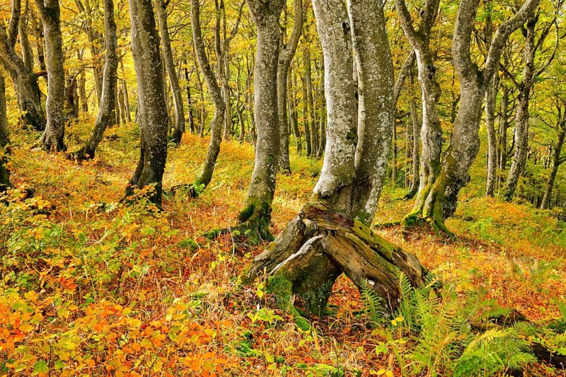 Gnarled beech forest in autumn on the Weissenstein, Swiss Jura in the canton of Solothurn, Switzerland, Europe