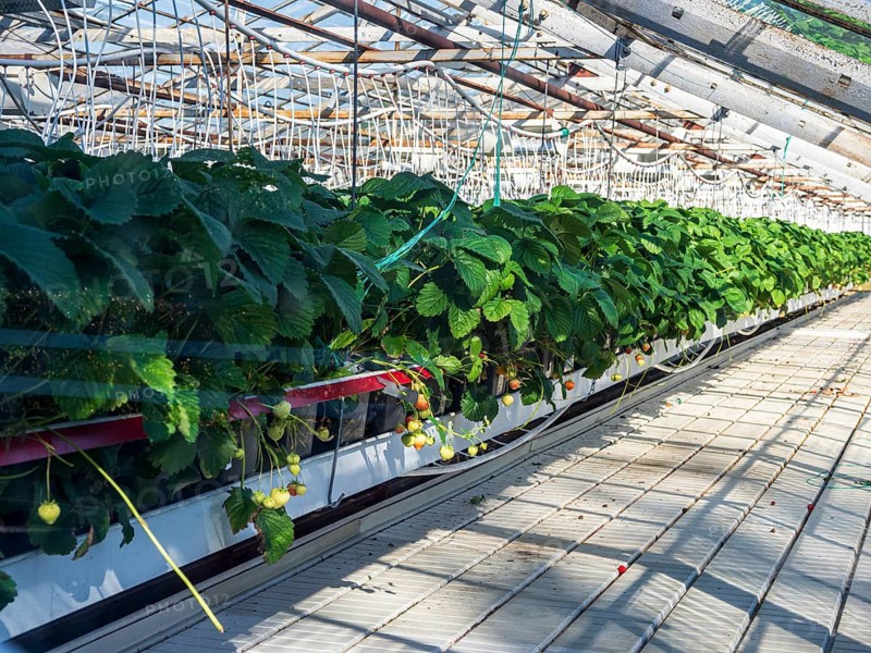 Greenhouse in Hveragerdi, heated by geothermal hot water, Iceland, Europe