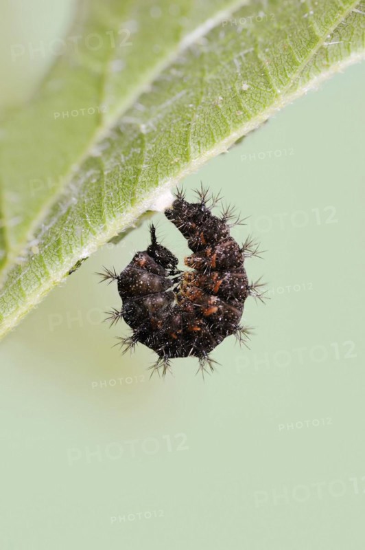 Map butterfly (Araschnia levana), caterpillar begins to pupate, North Rhine-Westphalia, Germany, Europe