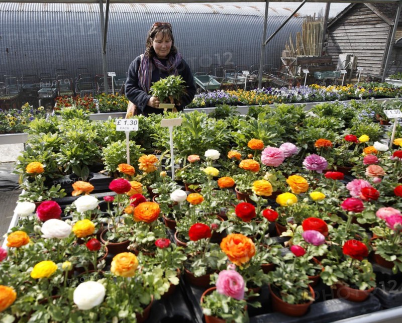 Garden Centre plant nursery, Ladybird Nursery, Gromford, Suffolk, England Model Released. Woman in Garden Centre plant nursery, Ladybird Nursery, Gromford, Suffolk, England