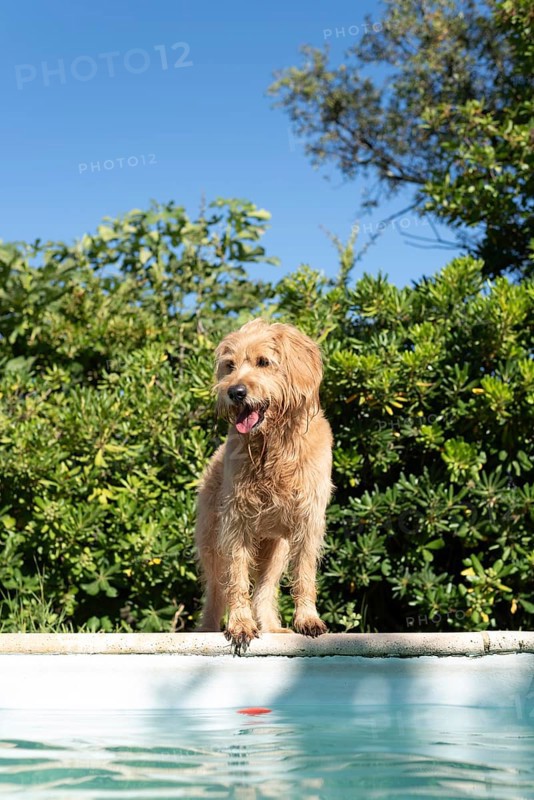 Mini Goldendoodle at the pool in summer heat, cross between Golden Retriever and Poodle, France, Europe