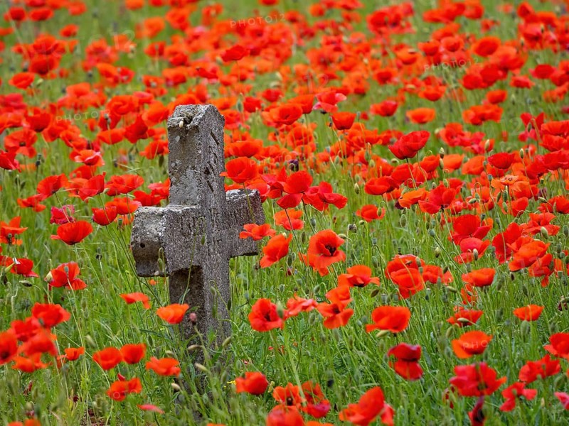 Poppy, poppy, cemetery, gravestone, cross, flowers, poppies, Tiszaalp-r, Kiskuns-gi National Park, B-cs-Kiskun, Hungary, Europe