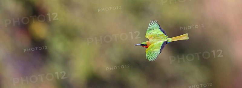 Red-throated Bee-eater, (Merops bulocki), flight photo, Bansang quarry, Bansang, South Bank, Gambia, Africa