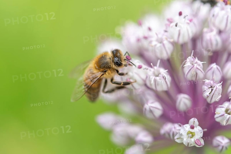 Bee (Apis mellifera) searching for pollen on a pink flower. Bas rhin, Alsace, grand est, France, Europe