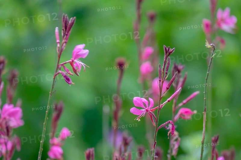Gaura lindheimeri, North Rhine-Westphalia, Germany, Europe