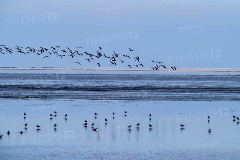 The Wadden Sea, East Frisia, between Bensersiel and Neuharlingersiel, Birds, Lower Saxony, Stairs, Germany, Europe