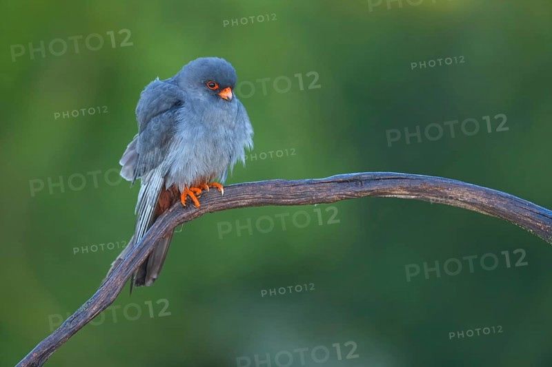 Red-footed Falcon, (Falco vespertinu), perching station, falcon family, Tower Hide, Tiszaalpár, Kiskunsági National Park, Bács-Kiskun, Hungary, Europe
