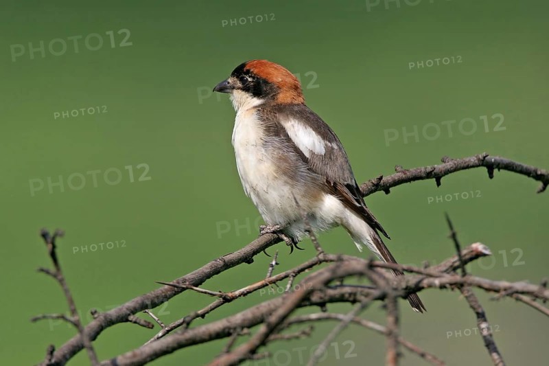 Woodchat shrike (Lanius senator), male, Black Sea coast, island of Lesbos, Greece, Europe