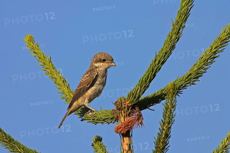 Red-backed shrike, red-backed shrike, spiny-backed shrike, family of shrikes, (Lanius collurio), young bird, Nahe valley, Hockenheim, Baden-Württemberg, Germany, Europe