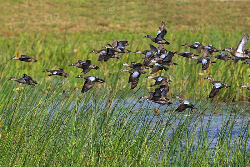Blue-winged teal (Anas discors), group, flock, flock of birds, aerial view, flying, Viera Wetlands, Titusville, Florida, USA, North America