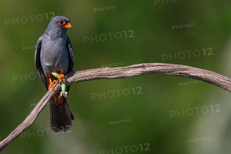 Red-footed Falcon, (Falco vespertinu), perching station, falcon family, Tower Hide, Tiszaalpár, Kiskunsági National Park, Bács-Kiskun, Hungary, Europe