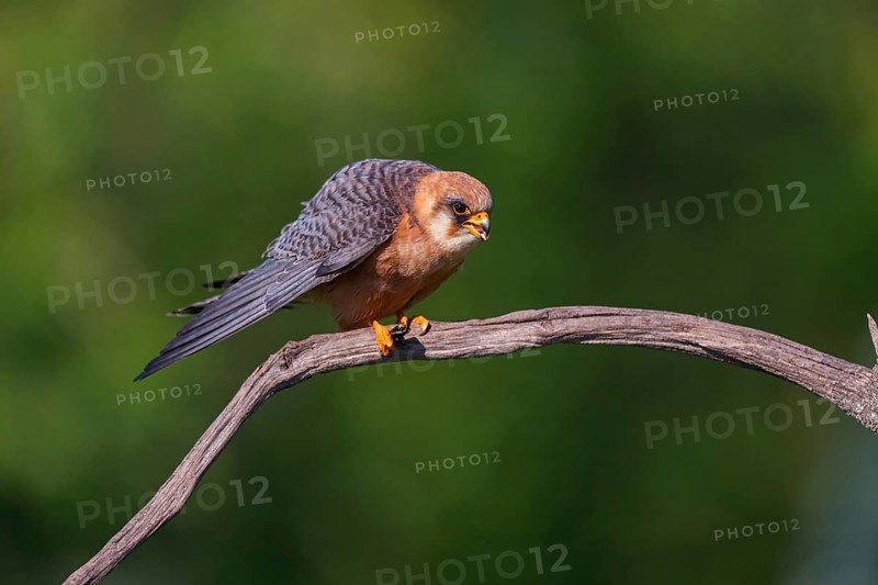 Red-footed Falcon, (Falco vespertinu), perching station, falcon family, Tower Hide, Tiszaalpár, Kiskunsági National Park, Bács-Kiskun, Hungary, Europe