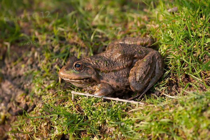 Marsh frog (Pelophylax ridibundus) adult resting on grass, England, United Kingdom, Europe