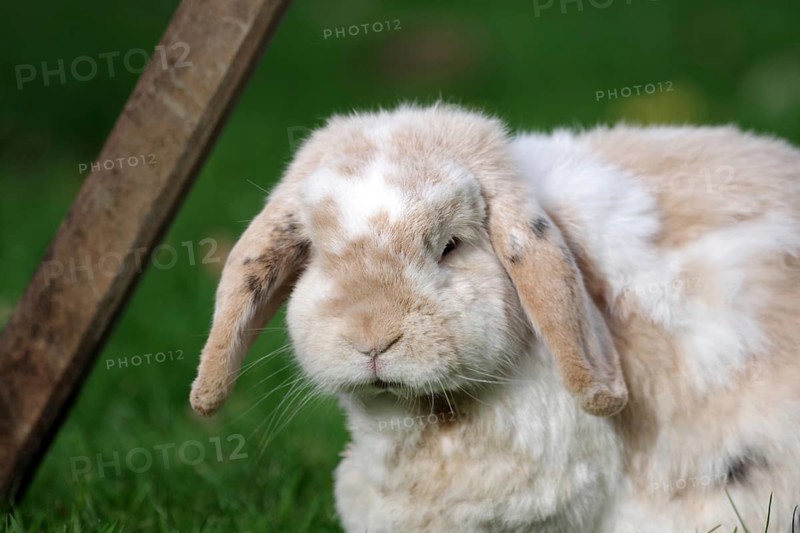 Ram rabbit (Oryctolagus cuniculus), rabbit, breed, portrait, floppy ears, A male ram rabbit sits in the garden on the lawn
