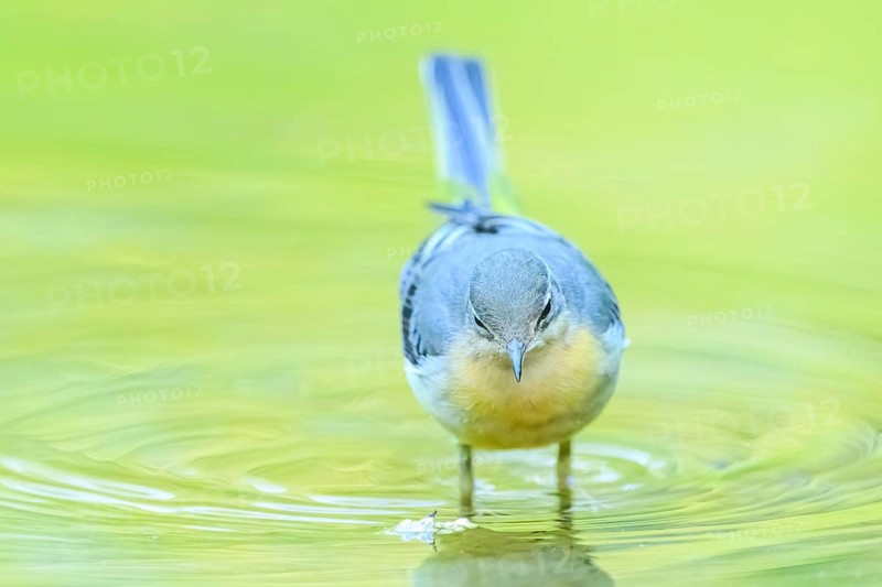 Grey wagtail (Motacilla cinerea) at the shore of a lake with autumncolours, wildife, Catalonia, Spain, Europe