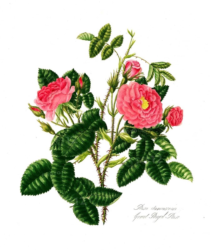 Rosa damscene, Great Royal Rose, Rose, Historic rose, Rose breeding, Illustration from 1799, Historic, Digitally restored reproduction from a 19th century original, Record date not stated