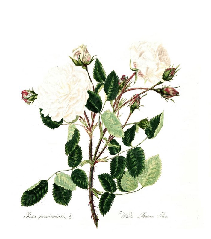 White provincialis, white Provence rose, Rose, Historic rose, Rose breeding, Illustration from 1799, Historic, digitally restored reproduction from a 19th century original, Record date not stated