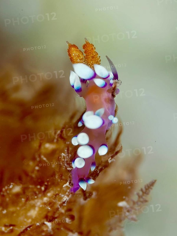 Nudibranch with distinct white dots and purple details, White-tipped Coryphellina, Flabellina exoptata (Coryphellina exoptata), on aquatic plant, dive site Twin Reef, Penyapangan, Bali, Indonesia, Asia