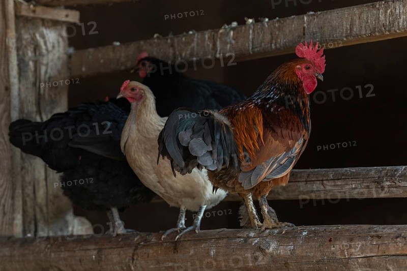 Farmyard Gockel with chickens in the henhouse of a farm in the countryside. Bas rhin, Alsace, France, Europe