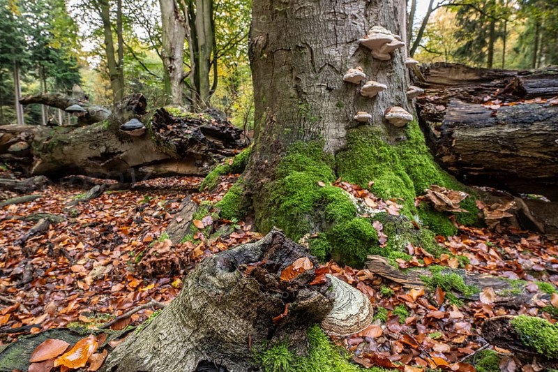Tinder fungus (Fomes fomentarius) on beech deadwood, Emsland, Lower Saxony, Germany, Europe