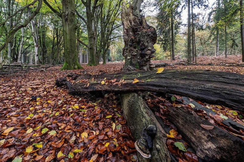 Tinder fungus (Fomes fomentarius) on beech deadwood, Emsland, Lower Saxony, Germany, Europe