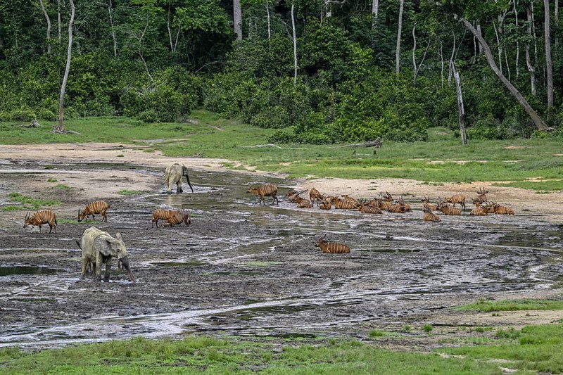 Forest elephants (Loxodonta cyclotis) and bongo antelopes (Tragelaphus eurycerus) in the Dzanga Bai forest clearing, Dzanga-Ndoki National Park, Unesco World Heritage Site, Dzanga-Sangha Complex of Protected Areas (DSPAC), Sangha-Mbaéré Prefecture, Central African Republic, Africa
