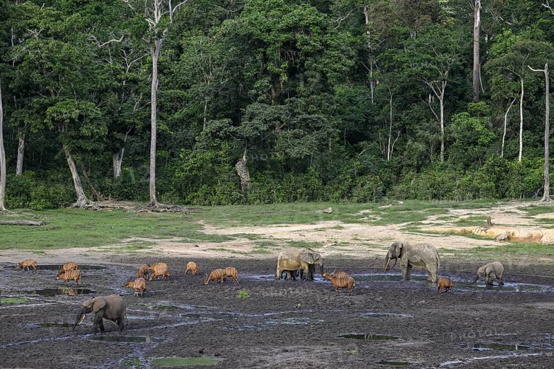 Forest elephants (Loxodonta cyclotis) and bongo antelopes (Tragelaphus eurycerus) in the Dzanga Bai forest clearing, Dzanga-Ndoki National Park, Unesco World Heritage Site, Dzanga-Sangha Complex of Protected Areas (DSPAC), Sangha-Mbaéré Prefecture, Central African Republic, Africa
